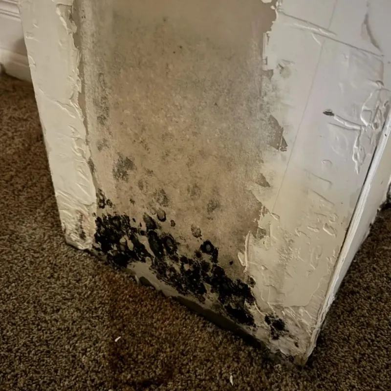 Professional Mold Removal in Kingfisher, OK